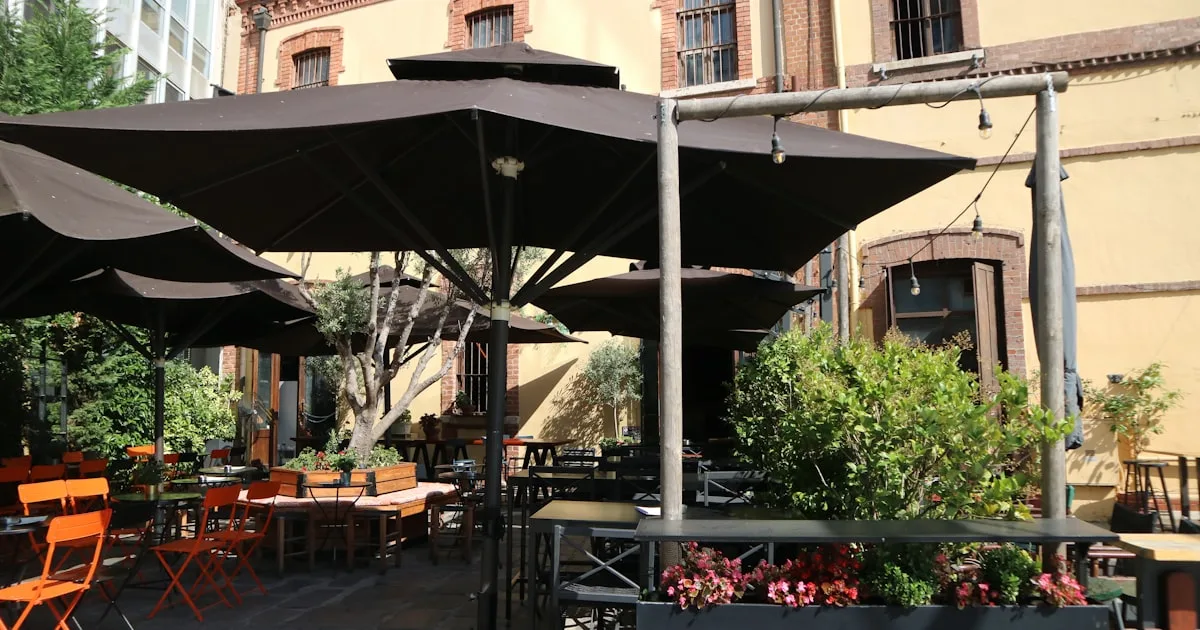 Tailler un olivier en pot sans le tuer : guide étape par étape