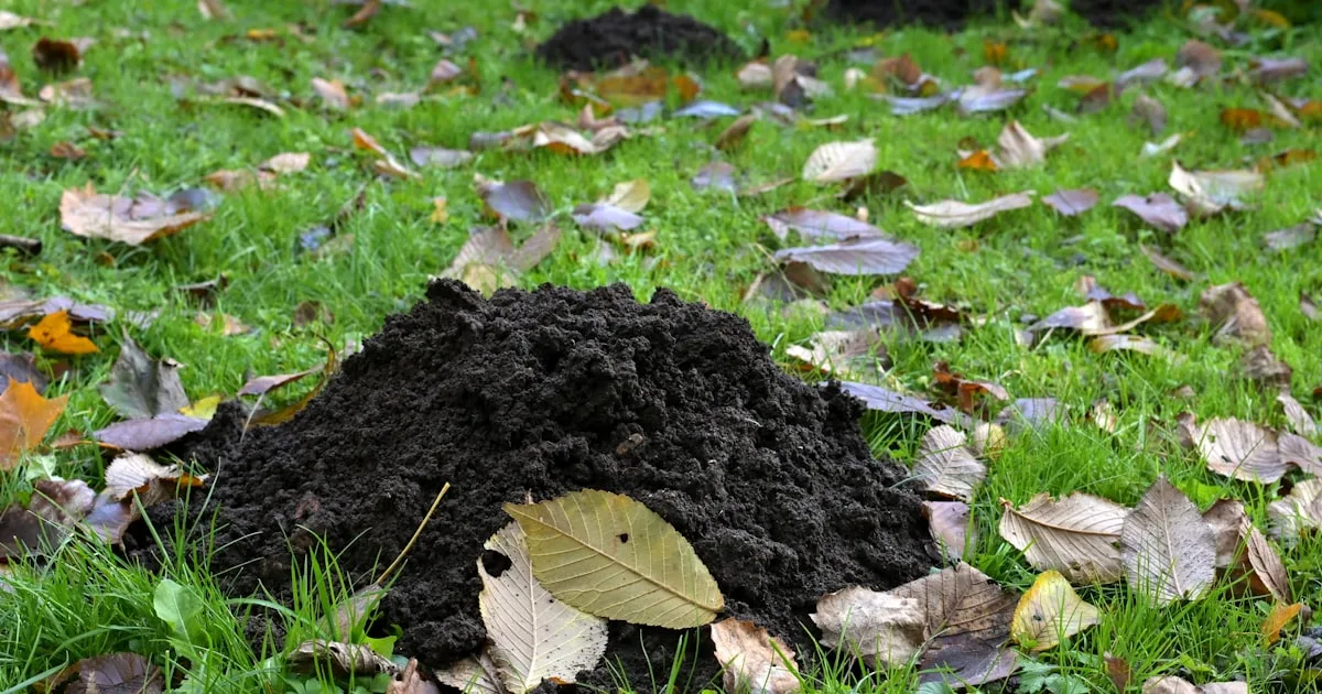 Se débarrasser des taupes sans produit chimique : les méthodes qui marchent vraiment